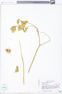 Physalis walteri image