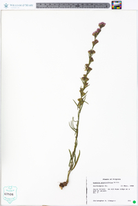 Liatris graminifolia image