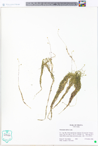 Utricularia gibba image