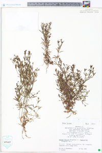 Galium obtusum image