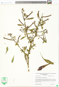 Ludwigia leptocarpa image