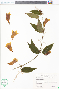 Bignonia capreolata image