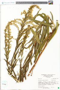 Solidago sempervirens image