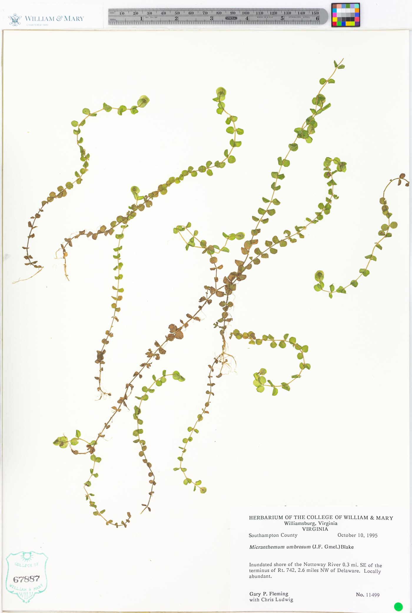 Micranthemum umbrosum image