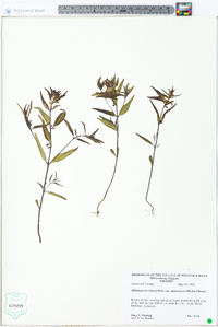 Melampyrum lineare image