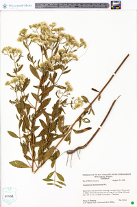 Eupatorium semiserratum image