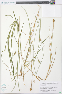 Carex longii image