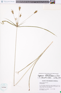 Cyperus retrofractus image