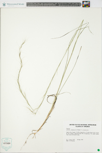 Aristida purpurascens var. purpurascens image