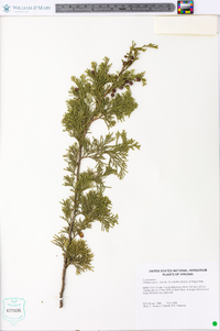 Chamaecyparis thyoides image