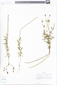 Rhexia mariana var. mariana image