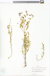 Rhexia mariana var. mariana image