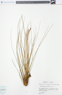 Tillandsia tenuifolia image