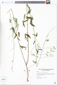 Desmodium strictum image