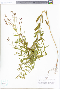 Rhexia mariana var. mariana image