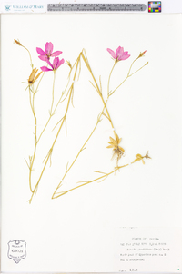 Sabatia grandiflora image