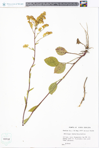 Solidago verna image