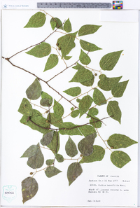 Celtis tenuifolia image