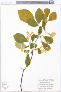 Styrax grandifolius image