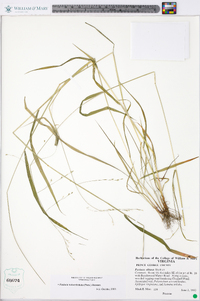 Festuca obtusa image