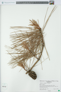Pinus taeda image