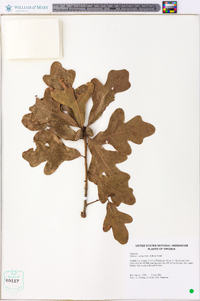 Quercus margaretta image