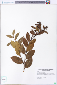 Lyonia lucida image