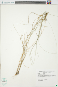 Aristida purpurascens var. virgata image