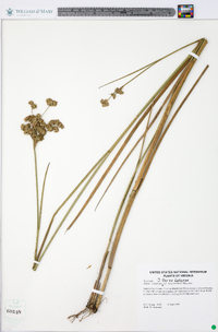 Juncus canadensis var. longicaudatus image