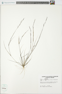 Aristida dichotoma image