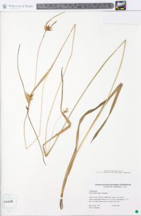 Carex folliculata image