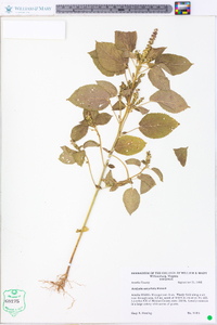 Acalypha ostryifolia image