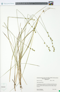 Carex seorsa image