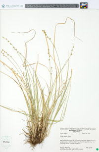 Carex seorsa image