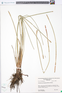 Eleocharis quadrangulata image