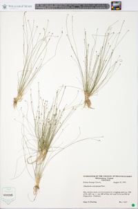 Eleocharis microcarpa image