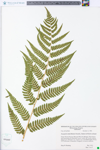 Dryopteris celsa image