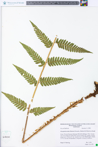 Dryopteris celsa image