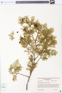 Chamaecyparis thyoides image