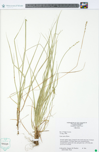 Carex seorsa image