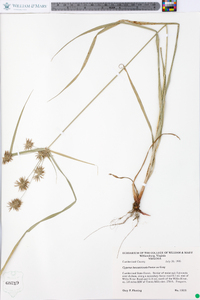 Cyperus lancastriensis image