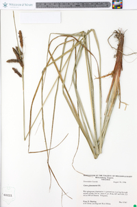 Carex glaucescens image