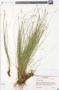 Carex leptalea var. leptalea image