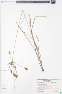 Cyperus hystricinus image