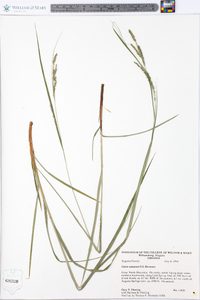 Carex roanensis image