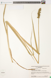 Carex uberior image