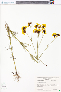 Coreopsis tinctoria image