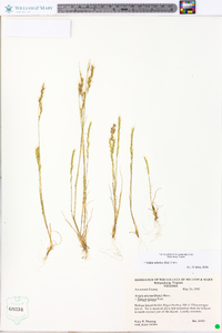 Festuca sciurea image