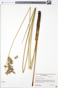 Juncus roemerianus image