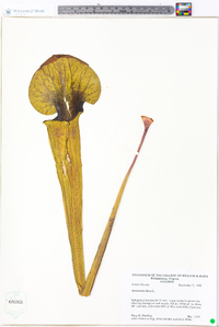 Sarracenia flava image